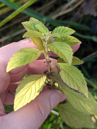 Mentha arvensis observed 2026-10-25