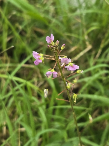 Desmodium incanum observed 2026-10-25