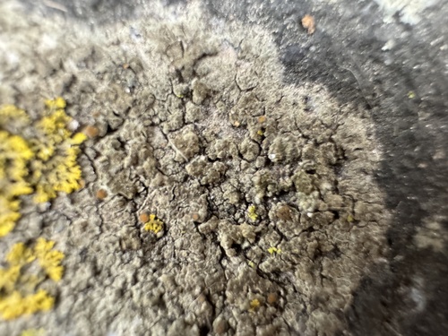 brown cobblestone lichen