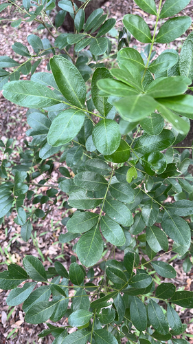 Dermatophyllum secundiflorum observed 2026-10-25