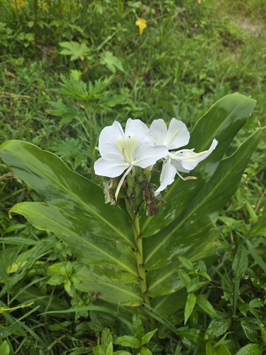 Hedychium coronarium observed 2026-10-25