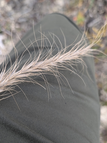 Elymus canadensis observed 2026-10-25
