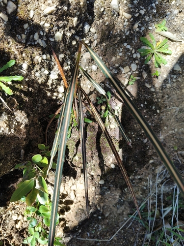 Pseudopanax crassifolius observed 2026-10-25