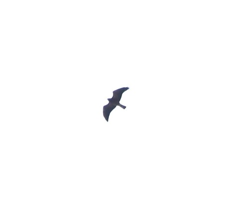 Swainson's Hawk