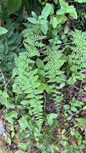 Myriopteris alabamensis, 2026-10-25