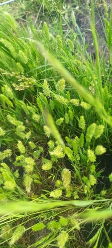 Rostraria cristata observed 2026-10-25