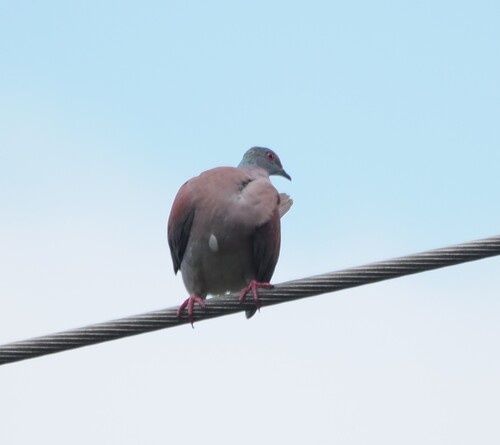 Patagioenas cayennensis, 2026-10-22