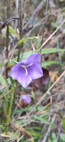 Campanula persicifolia observed 2026-10-25