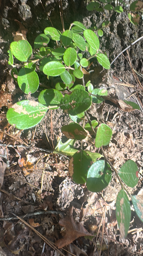 Vaccinium arboreum observed 2026-10-25