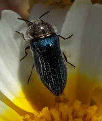 Acmaeoderella villosula