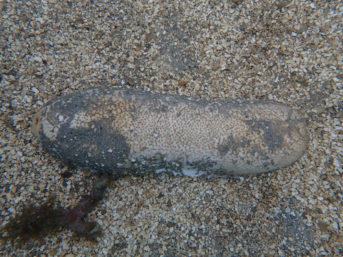 Bohadschia vitiensis observed 2026-10-24
