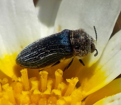 Acmaeoderella villosula