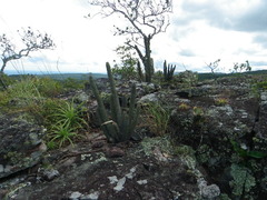 Cleistocactus samaipatanus