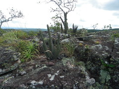 Cleistocactus samaipatanus