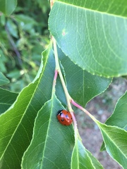 Coccinella septempunctata