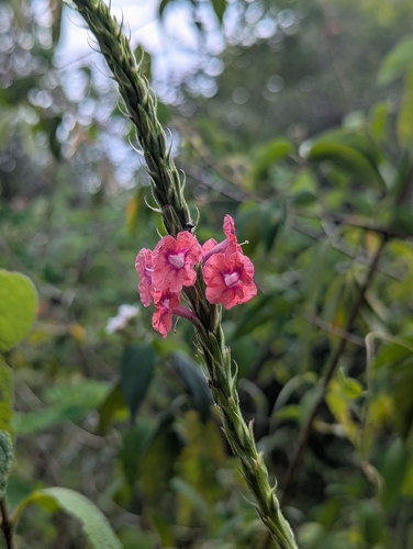 Stachytarpheta mutabilis observed 2026-10-23