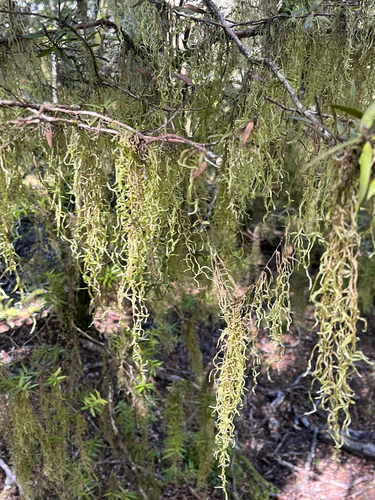 Weymouthia mollis observed 2026-10-20