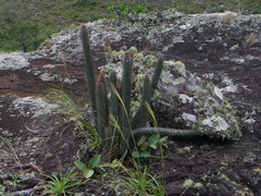 Cleistocactus samaipatanus