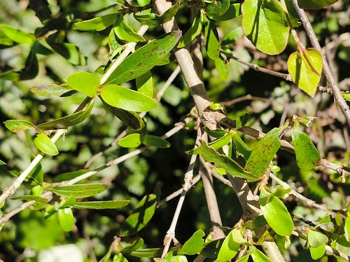 Coprosma propinqua observed 2026-10-25