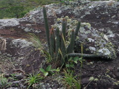 Cleistocactus samaipatanus