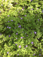 Nemophila