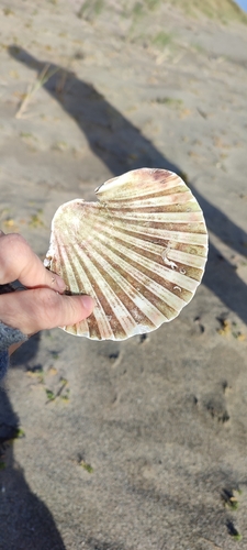 Pecten maximus observed 2026-10-25