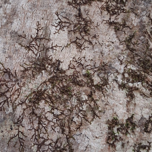Frullania observed 2026-10-25