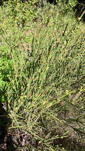 Ephedra observed 2026-10-25