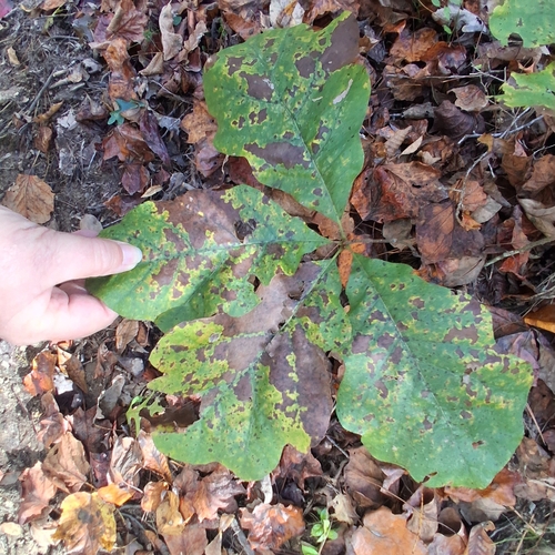 Quercus velutina, 2026-10-25