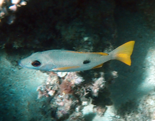 Lutjanus monostigma observed 2026-10-21
