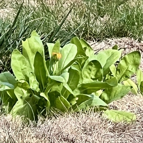 Lysichiton americanus, 2026-10-25
