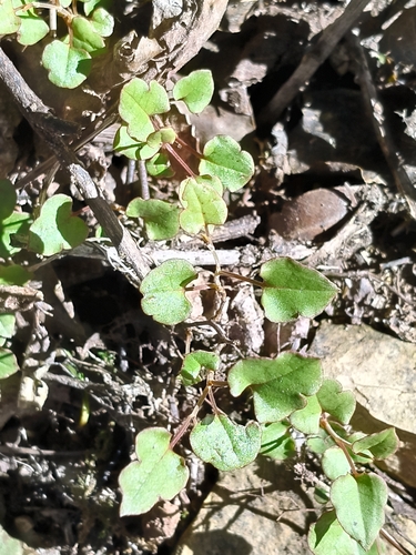 Muehlenbeckia australis observed 2026-10-25