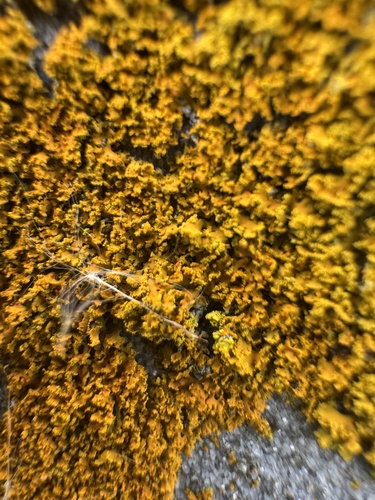 Xanthomendoza, 2026-10-25