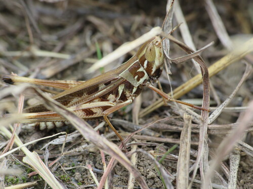 Syrbula admirabilis