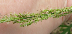 Panicum hemitomon