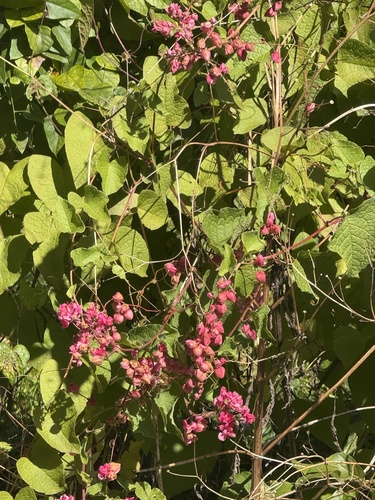 Antigonon leptopus observed 2026-10-25