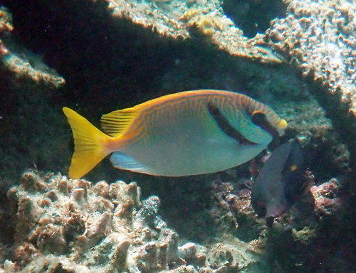 Siganus doliatus observed 2026-10-21