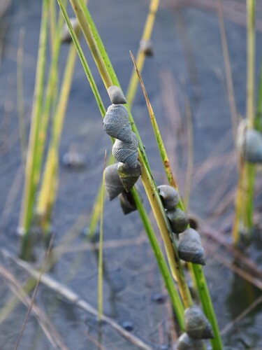 Littorina irrorata observed 2026-10-24