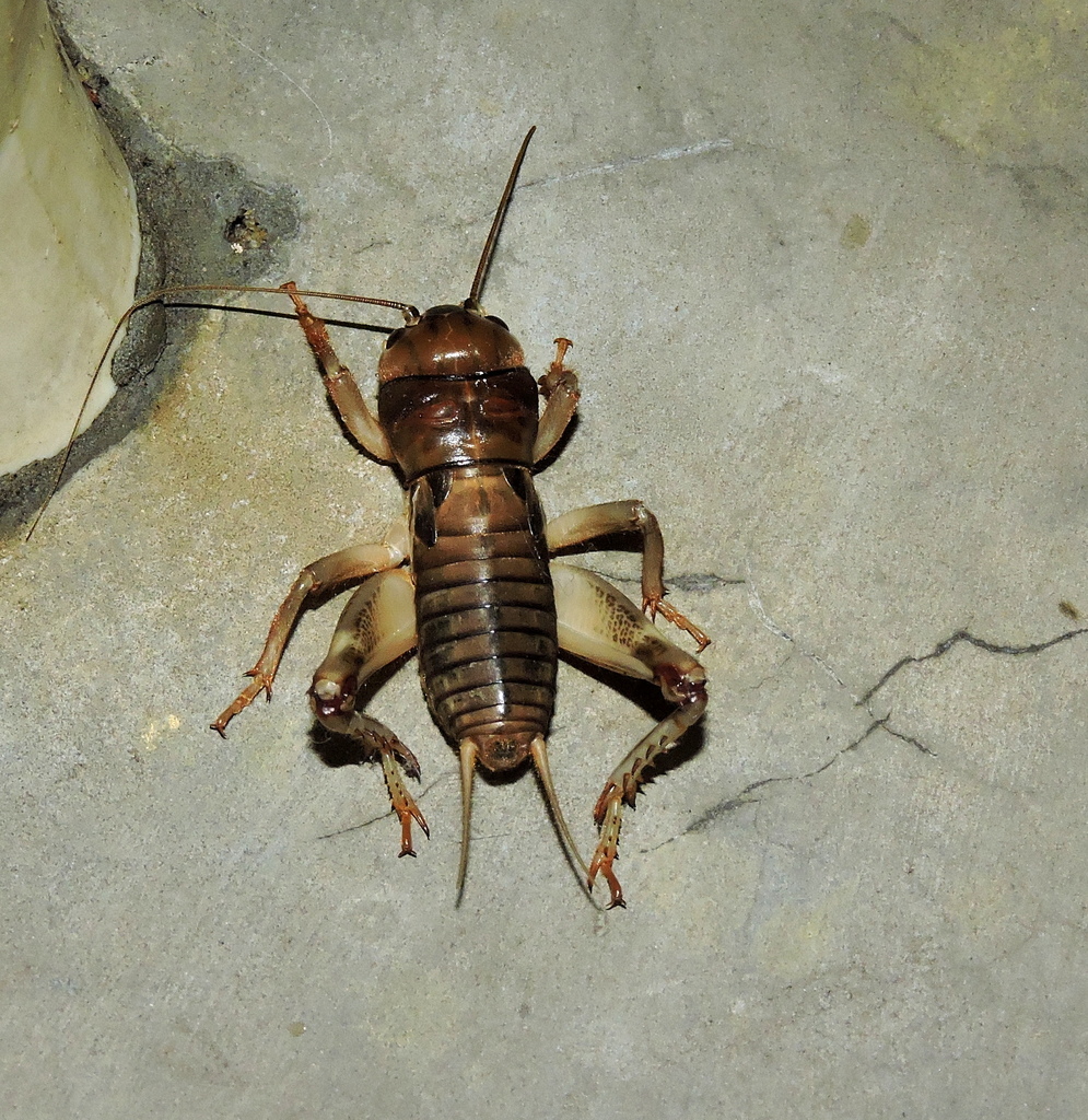 Tarbinskiellus orientalis