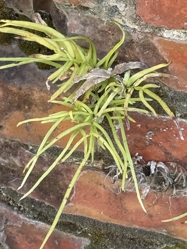 Pteris multifida observed 2026-10-25