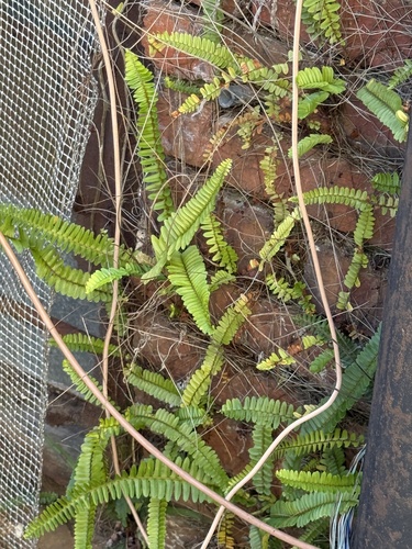 Nephrolepis cordifolia observed 2026-10-25