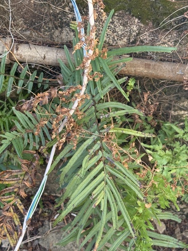 Pteris vittata observed 2026-10-25