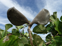 Aspidosperma