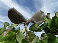 Aspidosperma