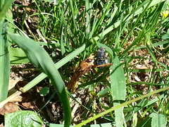Asilus crabroniformis