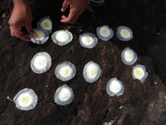 Aspidosperma