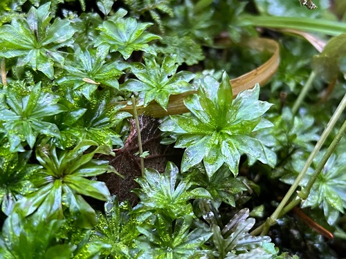 Rhodobryum roseum observed 2026-10-25