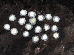 Aspidosperma