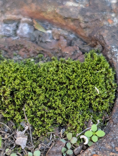 Dicranum condensatum observed 2026-10-25