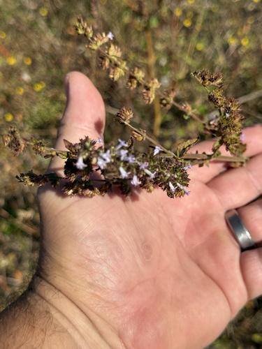 Cantinoa mutabilis observed 2026-10-25